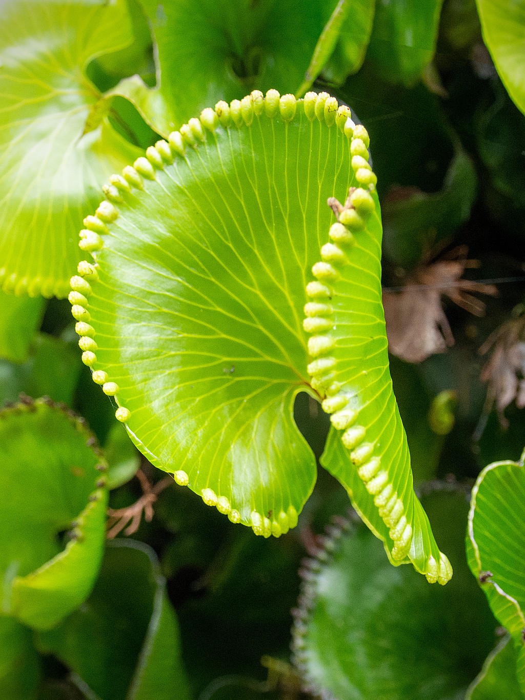 click on the photo to download the original image

NFF Tararua TC 110 KidneyFern John Dement