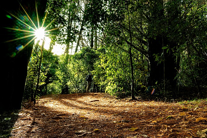 Karori Bush Walk
Photo:&nbsp;Rob Vanderpoel
Original size:&nbsp;3,840 x 2,560; 3,780 kB
Filename:&nbsp;'BBN Tararua TC 190 Karori Bush Walk Rob Vanderpoel'