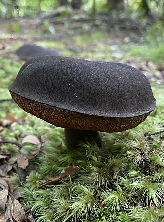 Black Velvet Mushroom Butterfly Creek
Photo:&nbsp;Alan Benge
Photo:&nbsp;'2023 Jul 01 19:05'
Original size:&nbsp;749 x 1,013; 333 kB
Filename:&nbsp;'NFF Tararua TC 010 BlackVelvetMushroomButterflyCreek Alan Benge'