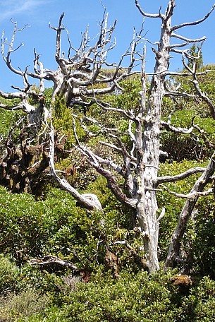 Mountain Cedar
Photo:&nbsp;Alan Knowles
Original size:&nbsp;1,578 x 2,362; 3,767 kB
Filename:&nbsp;'NFF Tararua TC 020 Mountain Cedar Alan Knowles'