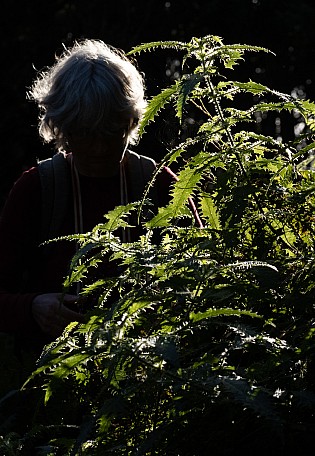 Nettles
Photo:&nbsp;Alan Knowles
Original size:&nbsp;1,634 x 2,362; 2,694 kB
Filename:&nbsp;'NFF Tararua TC 020 Nettles Alan Knowles'