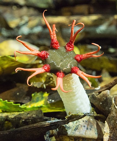 Stinkhorn
Photo:&nbsp;Jenny Mason
Original size:&nbsp;2,849 x 3,449; 2,776 kB
Filename:&nbsp;'NFF Tararua TC 090 Stinkhorn Jenny Mason'