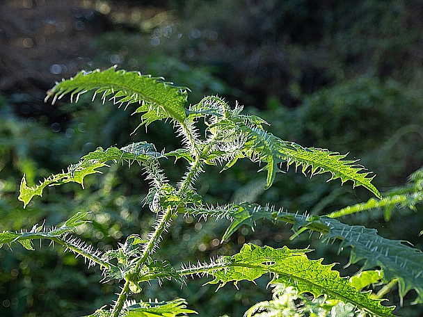 Ongaonga
Photo:&nbsp;John Dement
Original size:&nbsp;4,608 x 3,456; 5,094 kB
Filename:&nbsp;'NFF Tararua TC 110 Ongaonga John Dement'