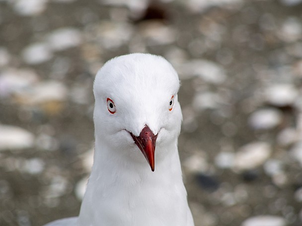 The Evil Eye
Photo:&nbsp;John Dement
Original size:&nbsp;4,608 x 3,456; 4,904 kB
Filename:&nbsp;'NFF Tararua TC 110 TheEvilEye John Dement'