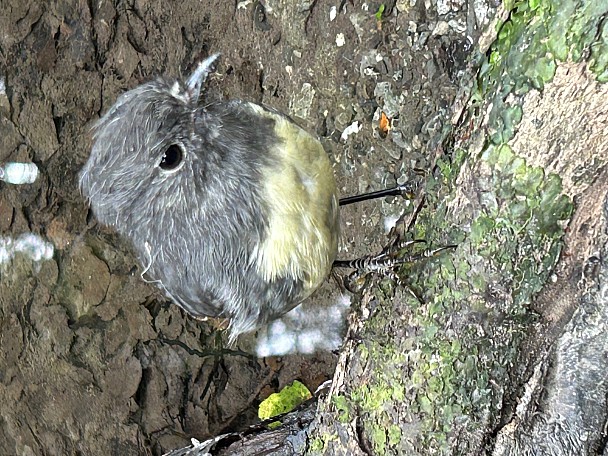 South Island robin
Photo:&nbsp;Leonore Hoke
Photo:&nbsp;'2023 Feb 10 15:57'
Original size:&nbsp;4,032 x 3,024; 2,352 kB
Filename:&nbsp;'NFF Tararua TC 130 South Island robin Leonore Hoke'