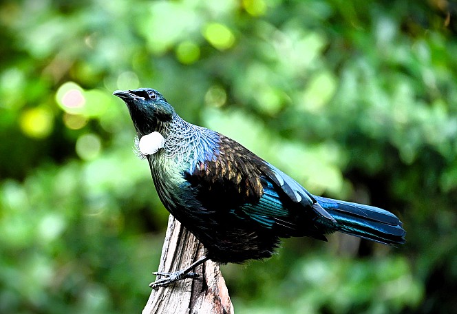 Tui
Photo:&nbsp;Susi Lang
Photo:&nbsp;'2023 Jul 08 14:47'
Original size:&nbsp;4,499 x 3,088; 2,502 kB
Filename:&nbsp;'NFF Tararua TC 200 Tui Susi Lang'