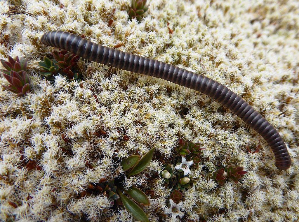 click on the photo to download the original image

NFF Tararua TC 160 millipede in Tararuas Ogilvie