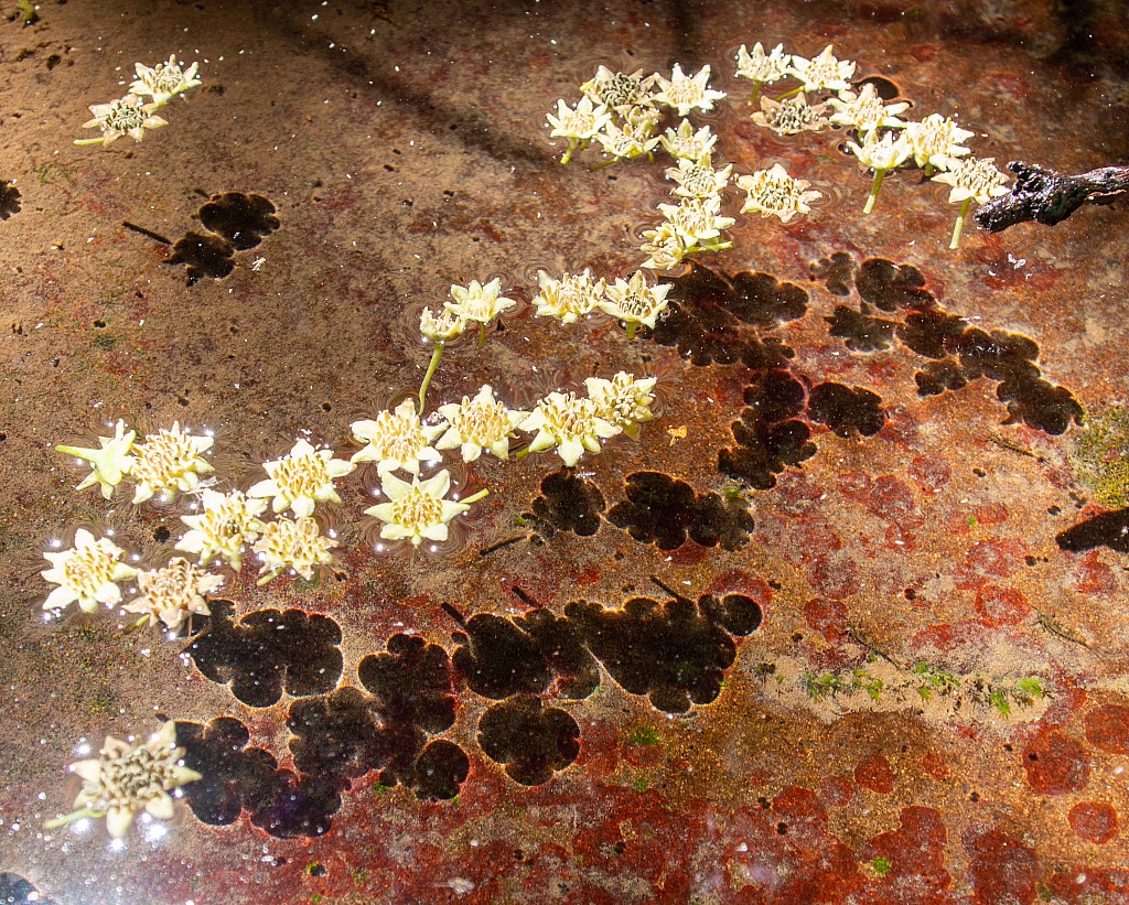click on the photo to download the original image

NFF Tararua TC 110 Pigeonwood John Dement