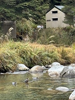 Three whio paddling about near Helicopter Flat Hut
Photo:&nbsp;Janette
Original size:&nbsp;3,024 x 4,032; 2,323 kB
Filename:&nbsp;'IMG_7975 Janette - Three whio paddling about near Helicopter Flat Hut'