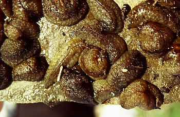Leaf-veined slugs, near Rimurapa/Sinclair Head, South Coast, photograph by Barbara Mitcalfe