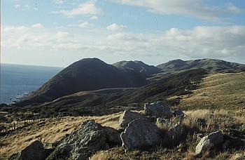 Smiths Gully, from top of coastal escarpment, north of Makara Beach, photograph by Barbara Mitcalfe