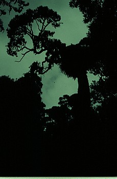 Old rimu, Warrens Bush, South Makara, photograph by Barbara Mitcalfe