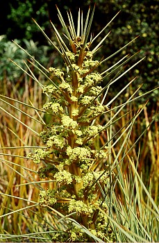 Taramea or speargrass or spaniard, photograph by Barbara Mitcalfe