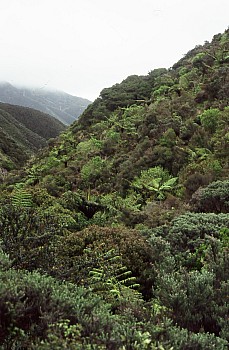 Regenerating bush, Oteranga Valley, Terawhiti Station