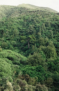 Warrens Bush, South Makara, photograph by Barbara Mitcalfe