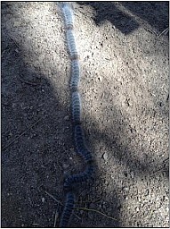 Arap3.jpg: 350x468, 44k (2014 Sep 12 01:07)