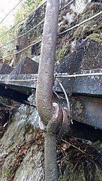 Waiho3.jpg: 191x340, 48k (2020 Aug 23 00:00)