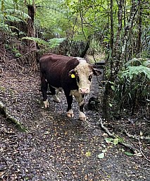 ButterflyCreek1.jpg: 528x636, 246k (2021 Nov 29 09:21)