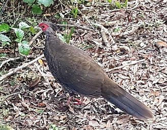 Korokoro2.jpg: 545x425, 144k (2022 Jun 02 09:04)