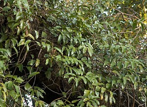 Ripogonum scandens
click thru to article
photograph by Jeremy Rolfe