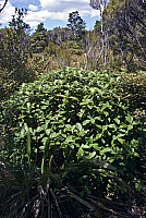 Aotearoa Native Plants