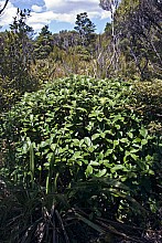 Olearia colensoi
click thru to article
photograph by Jeremy Rolfe