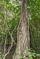 Aotearoa Native Plants