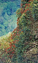 Metrosideros robusta
click thru to article
photograph by Jeremy Rolfe