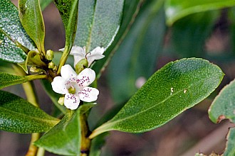 Myoporum laetum
click thru to article
photograph by Jeremy Rolfe
