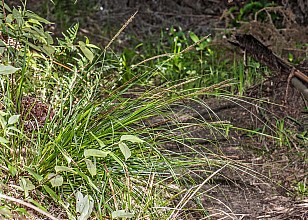 Carex uncinata
click thru to article
photograph by Jeremy Rolfe