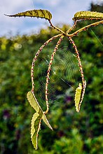 Rubus cissoides
click thru to article
photograph by Jeremy Rolfe