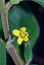 Tetragonia implexicoma
click thru to article
photograph by Jeremy Rolfe
