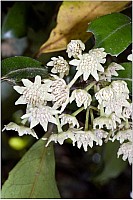 Aotearoa Native Plants