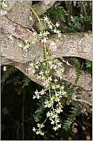 Aotearoa Native Plants
