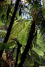 Cyathea medullaris
click thru to article
photograph by Jeremy Rolfe