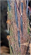 Dicksonia squarrosa
click thru to article
photograph by Jeremy Rolfe