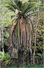 Dicksonia fibrosa
click thru to article
photograph by Jeremy Rolfe