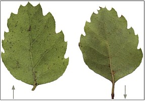 Aotearoa Native Plants