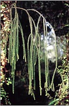 Dacrydium cupressinum
click thru to article
photograph by Jeremy Rolfe