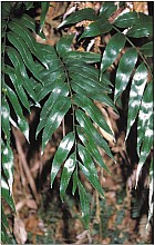 Asplenium oblongifolium
click thru to article
photograph by Jeremy Rolfe
