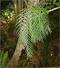 Asplenium flaccidum
click thru to article
photograph by Paul Newport