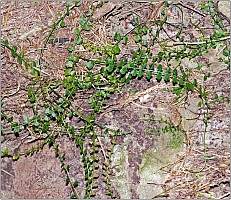 Aotearoa Native Plants Aotearoa Native Plants