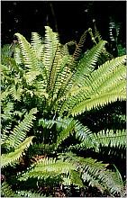 Blechnum discolor
click thru to article
photograph by Jeremy Rolfe