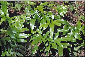 Aotearoa Native Plants Aotearoa Native Plants