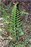 Aotearoa Native Plants