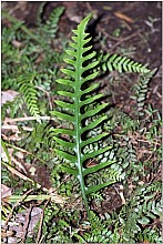 Microsorum scandens
click thru to article
photograph by Jeremy Rolfe