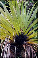 Aotearoa Native Plants
