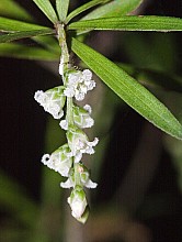 Leucopogon fasciculatus
click thru to article
photograph by Jeremy Rolfe