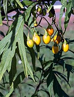 Aotearoa Native Plants Aotearoa Native Plants
