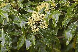 Aotearoa Native Plants